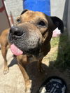 adoptable Dog in Inglewood, CA named Cofe