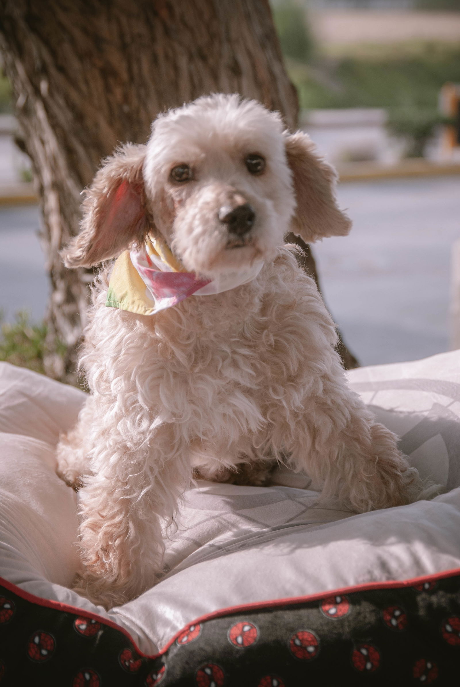 adoptable Dog in Inglewood, CA named Tristian