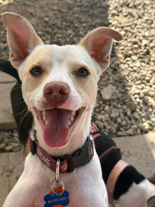 ODIE - Jack Russell Terrier / Manchester Terrier available for adoption