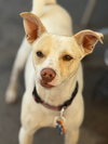 Odie - Photo 8