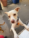 Odie - Photo 5