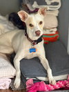 Odie - Photo 3