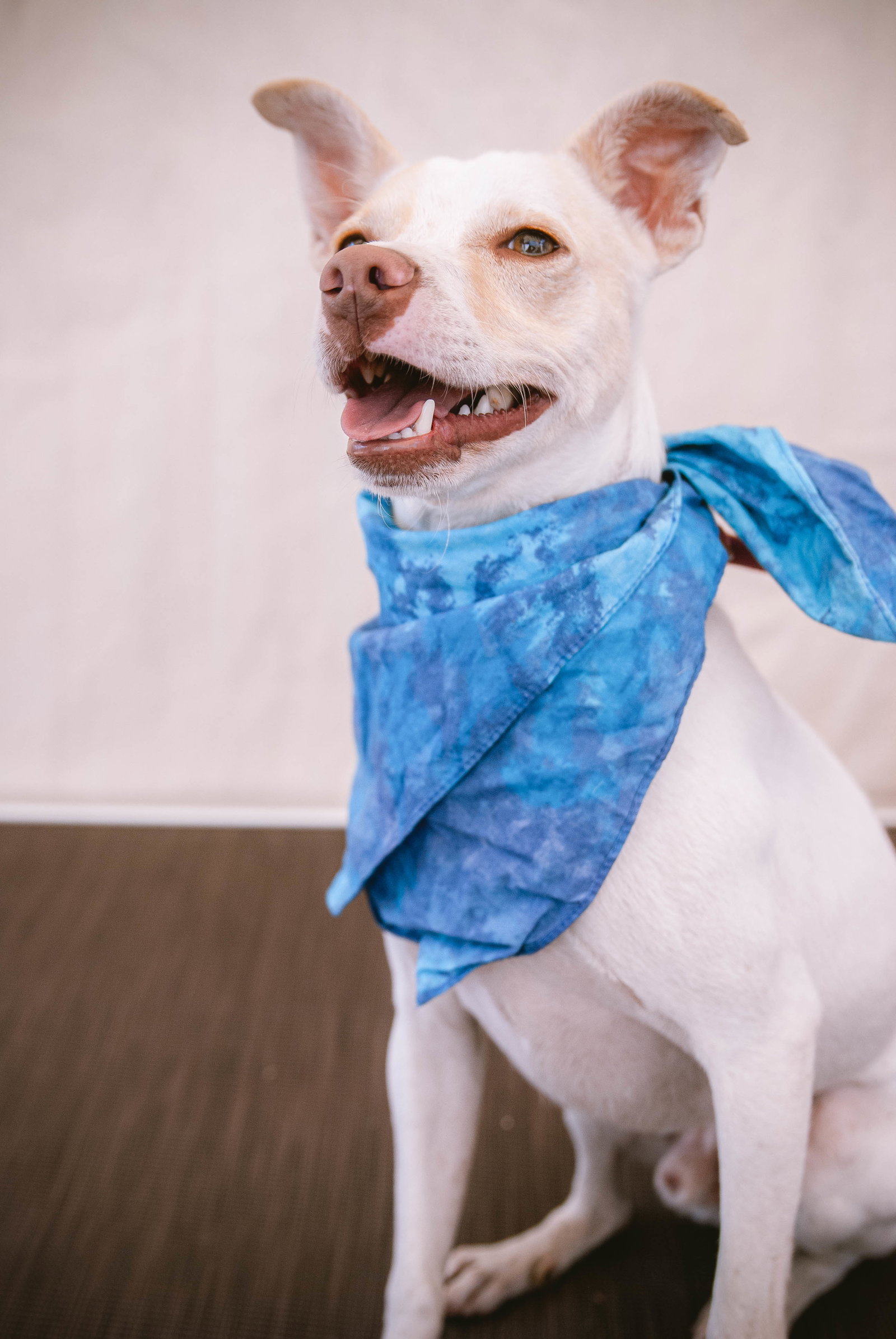 Odie Image