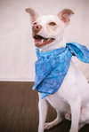 Odie - Photo 1