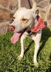 Odie - Photo 6