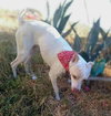 Odie - Photo 7