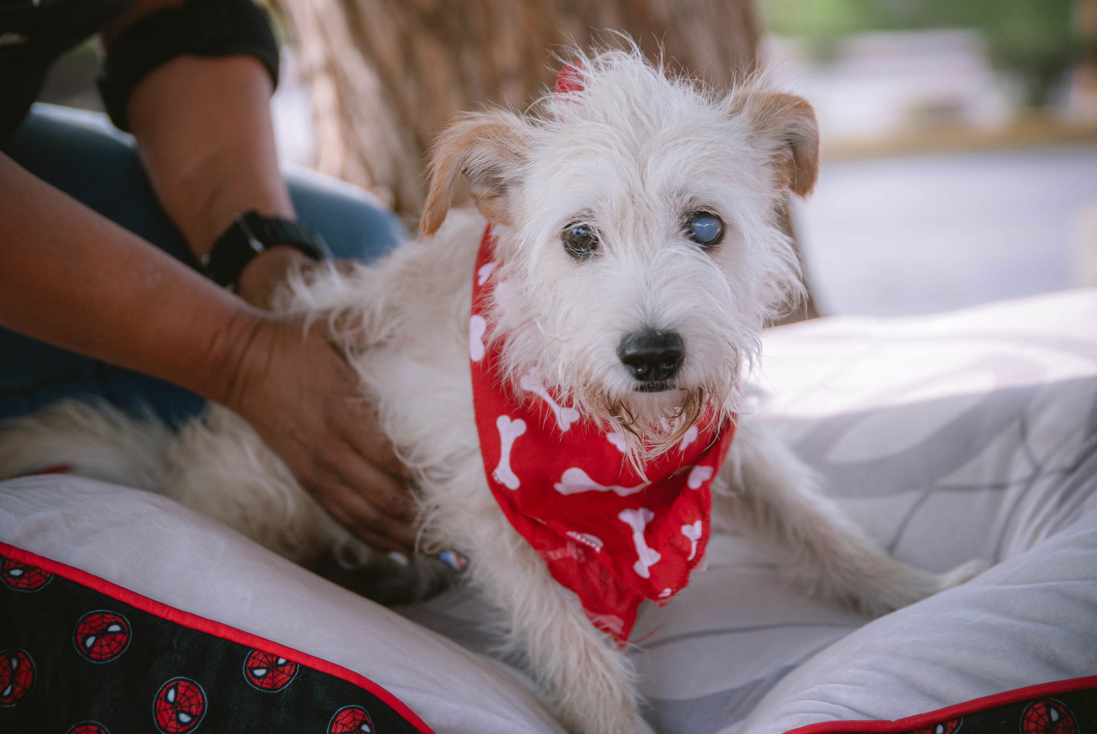 adoptable Dog in Inglewood, CA named Copito