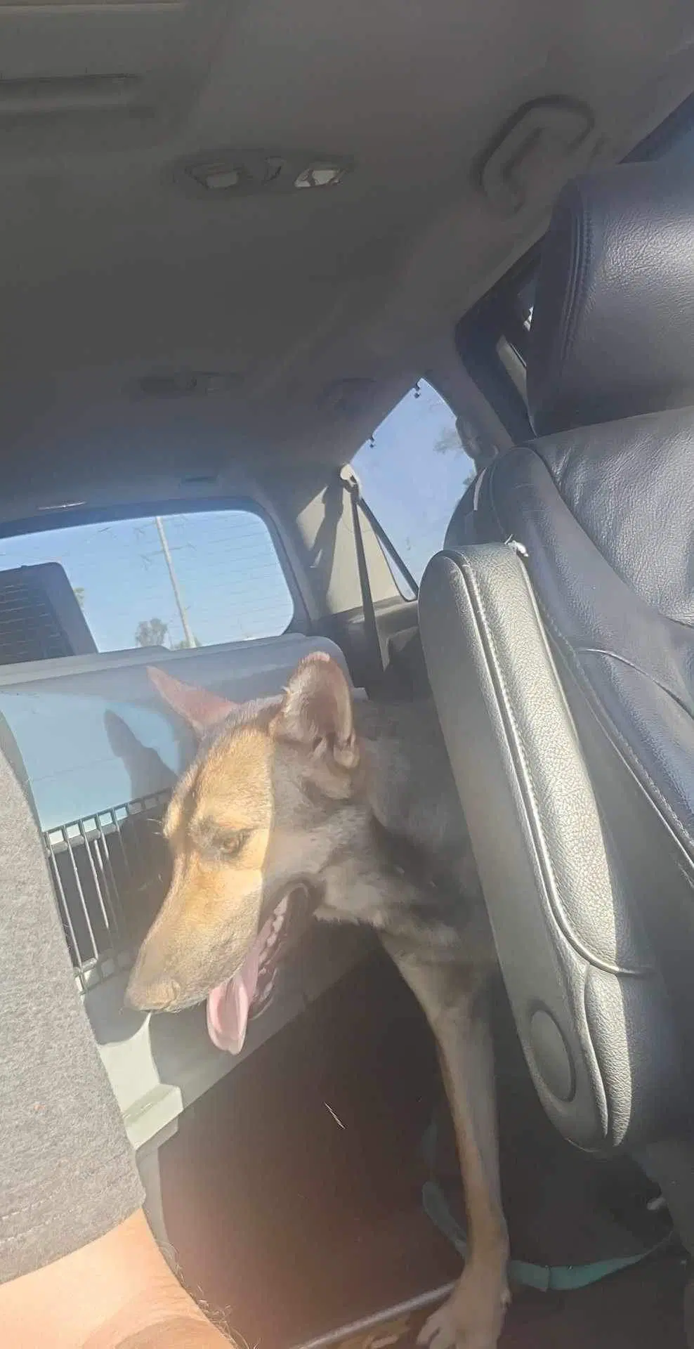 Coyote image 4