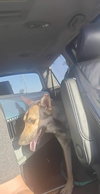 Coyote - Photo 4