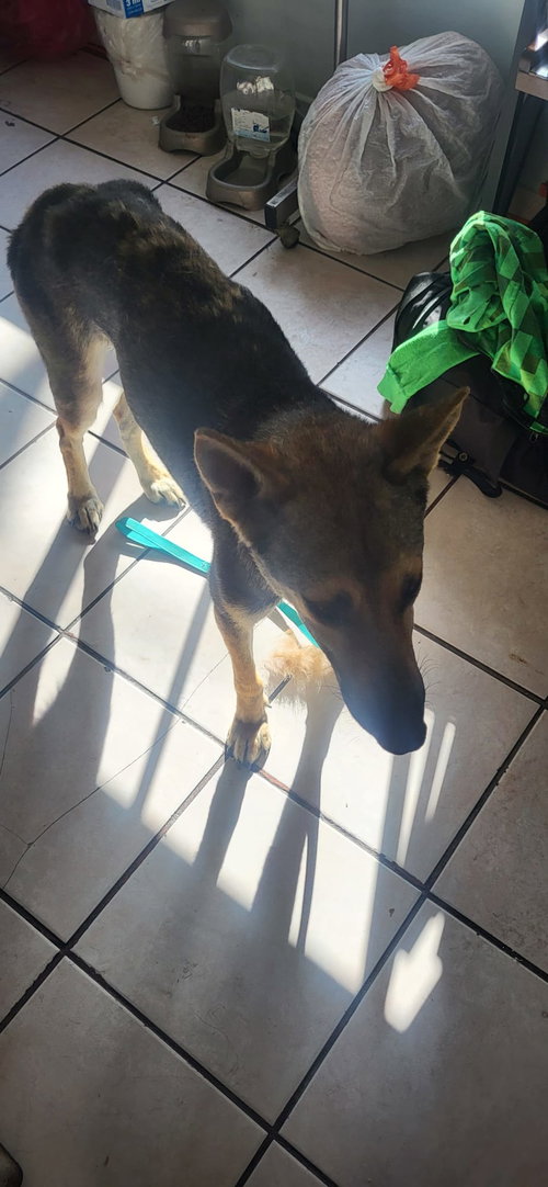 Coyote photo 5