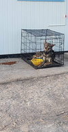 Coyote - Photo 6