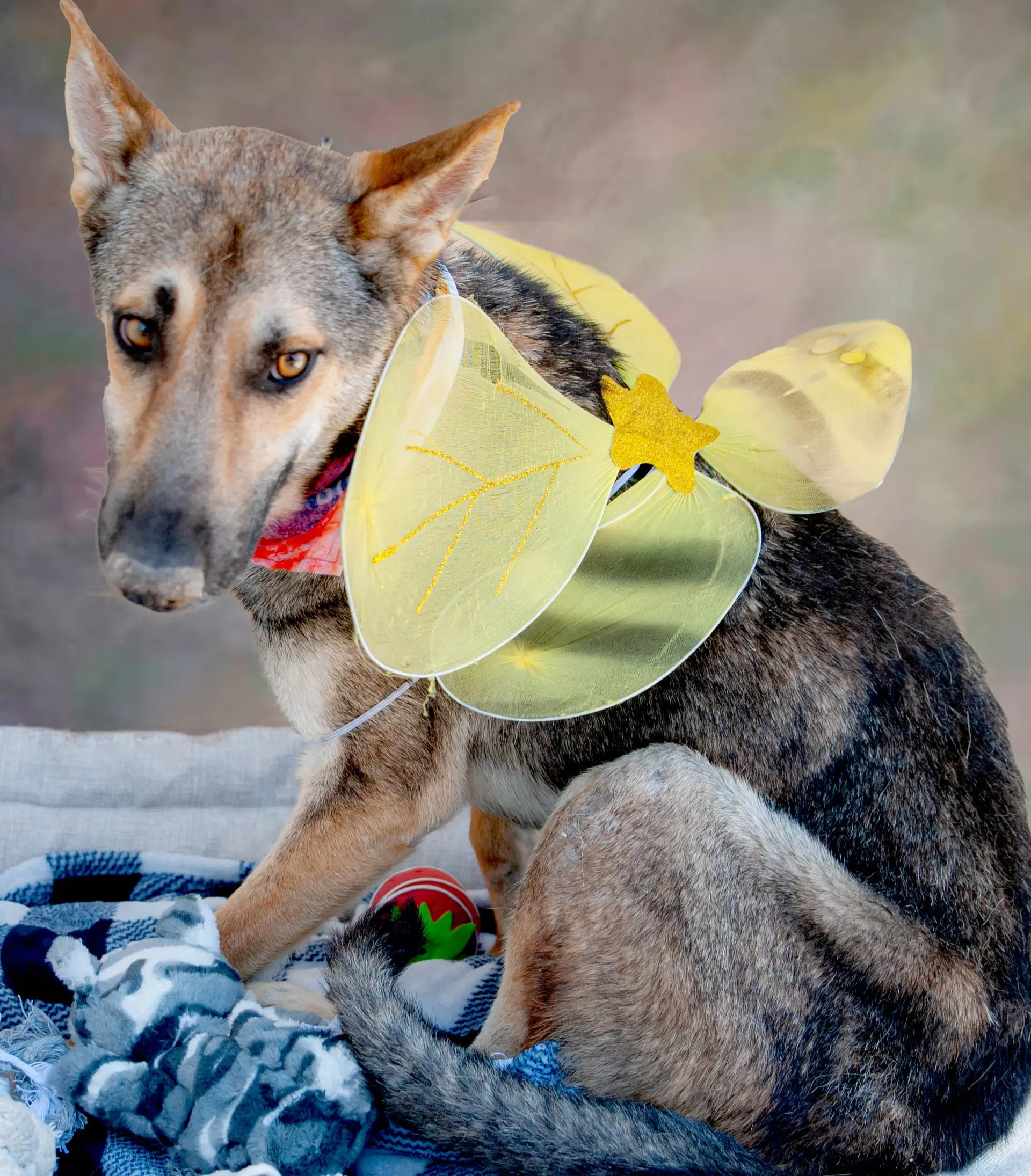 Coyote - German Shepherd Dog