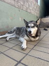 Dixie - Photo 2