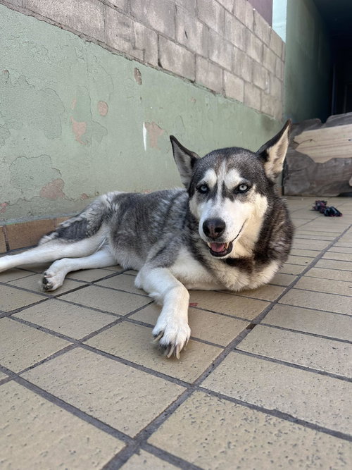 DIXIE - Siberian Husky available for adoption