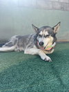 Dixie - Photo 3