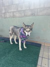 Dixie - Photo 6