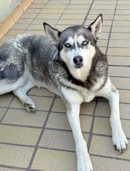 Dixie - Siberian Husky