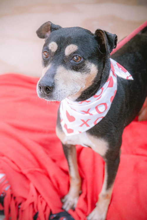 ZORRITO - Manchester Terrier / Rottweiler available for adoption