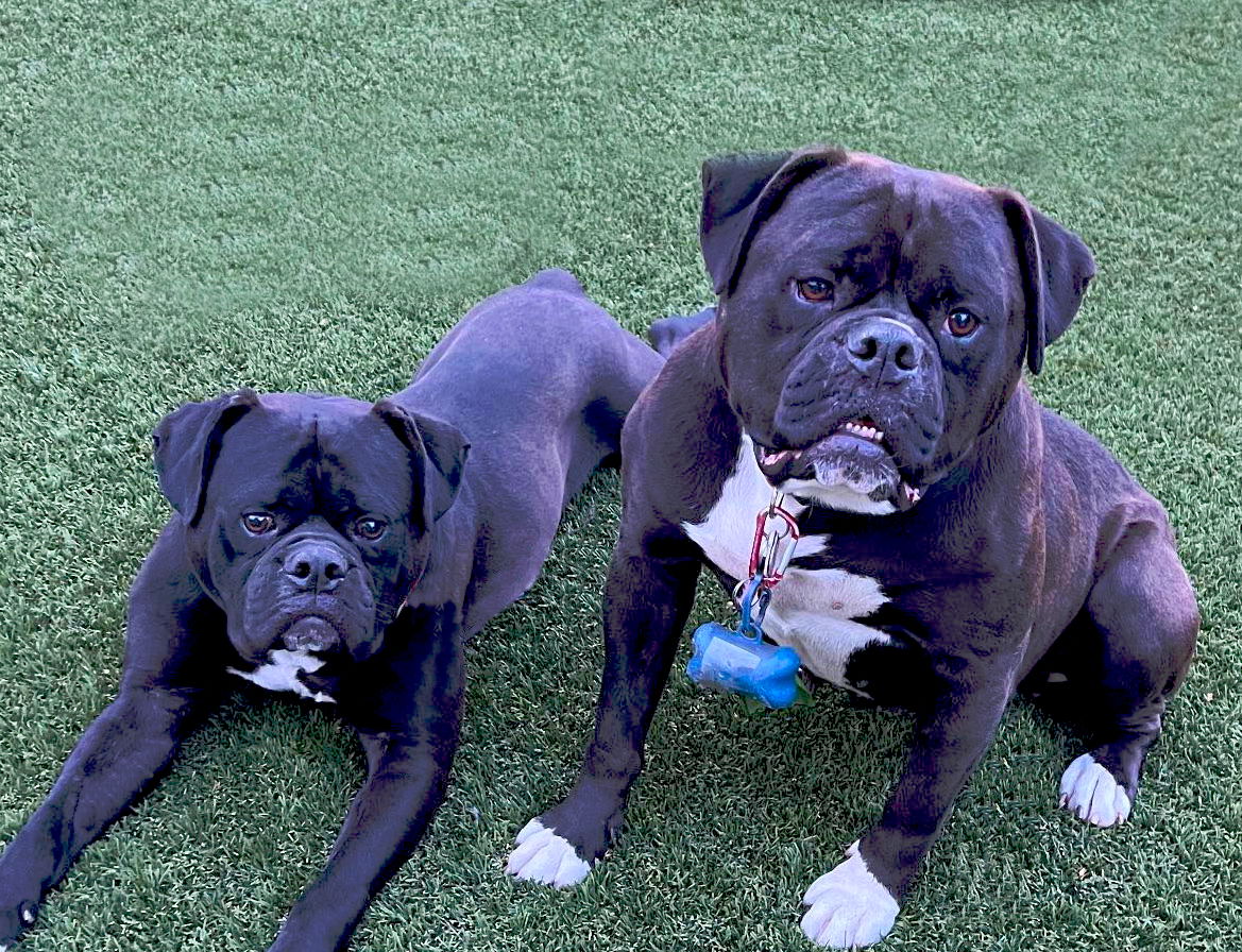 adoptable Dog in Inglewood, CA named Jack and Betty