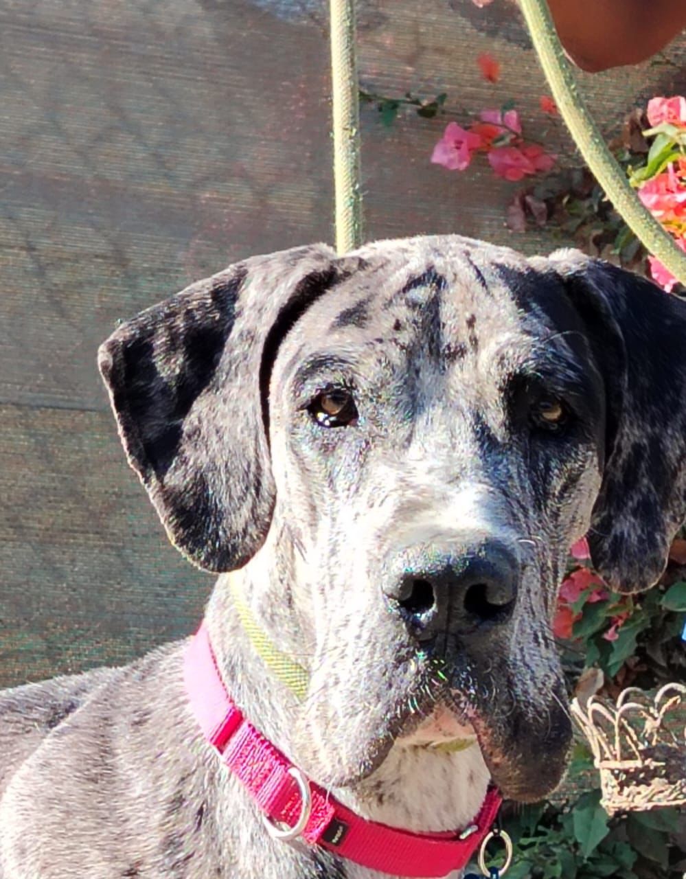 adoptable Dog in Inglewood, CA named Snoopy