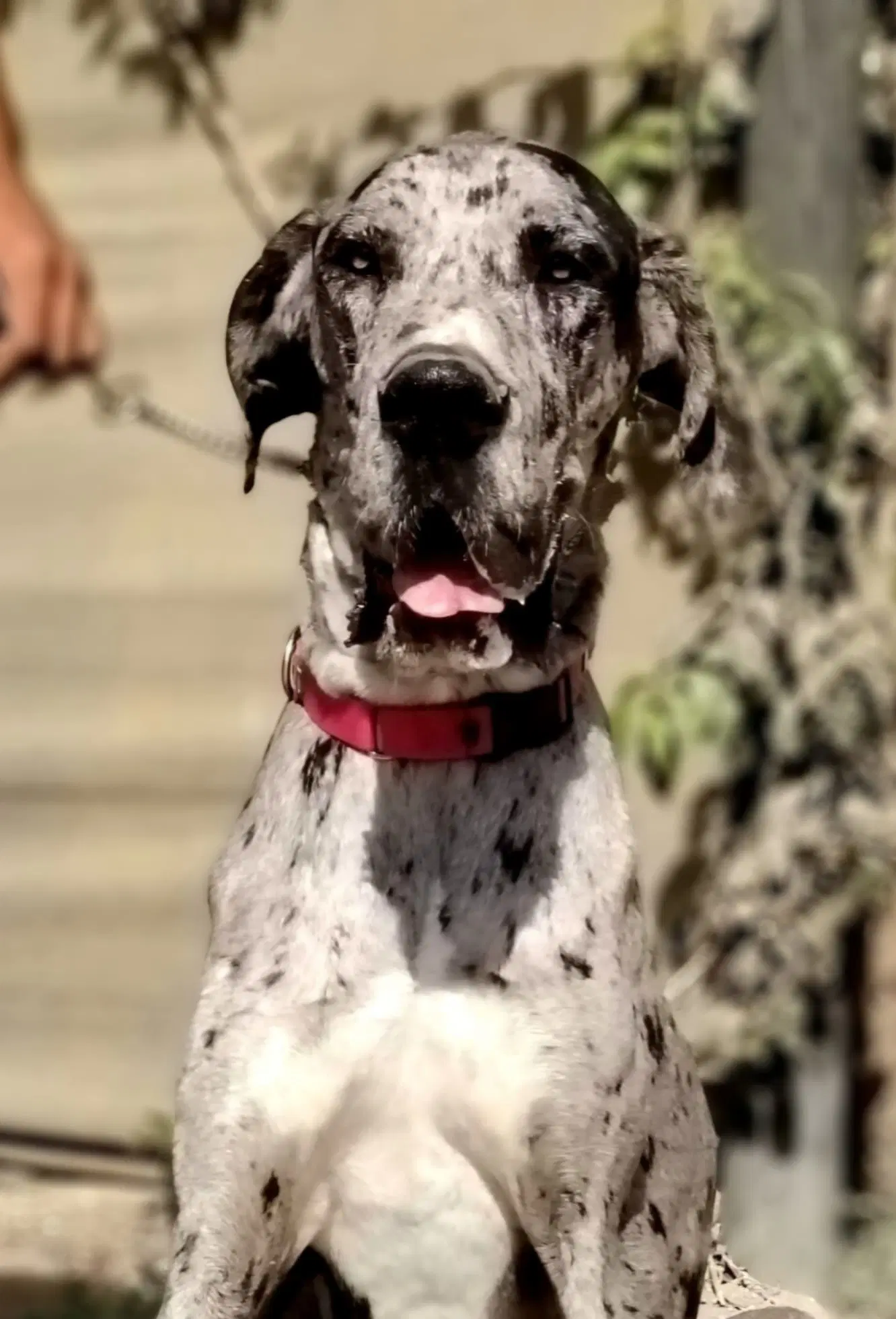 Snoopy - Great Dane