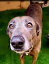 adoptable Dog in Inglewood, CA named Blue