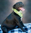 adoptable Dog in  named Jack