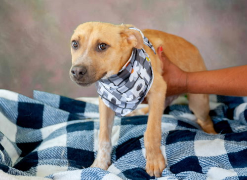 JULIO - Parson Russell Terrier / Jack Russell Terrier available for adoption