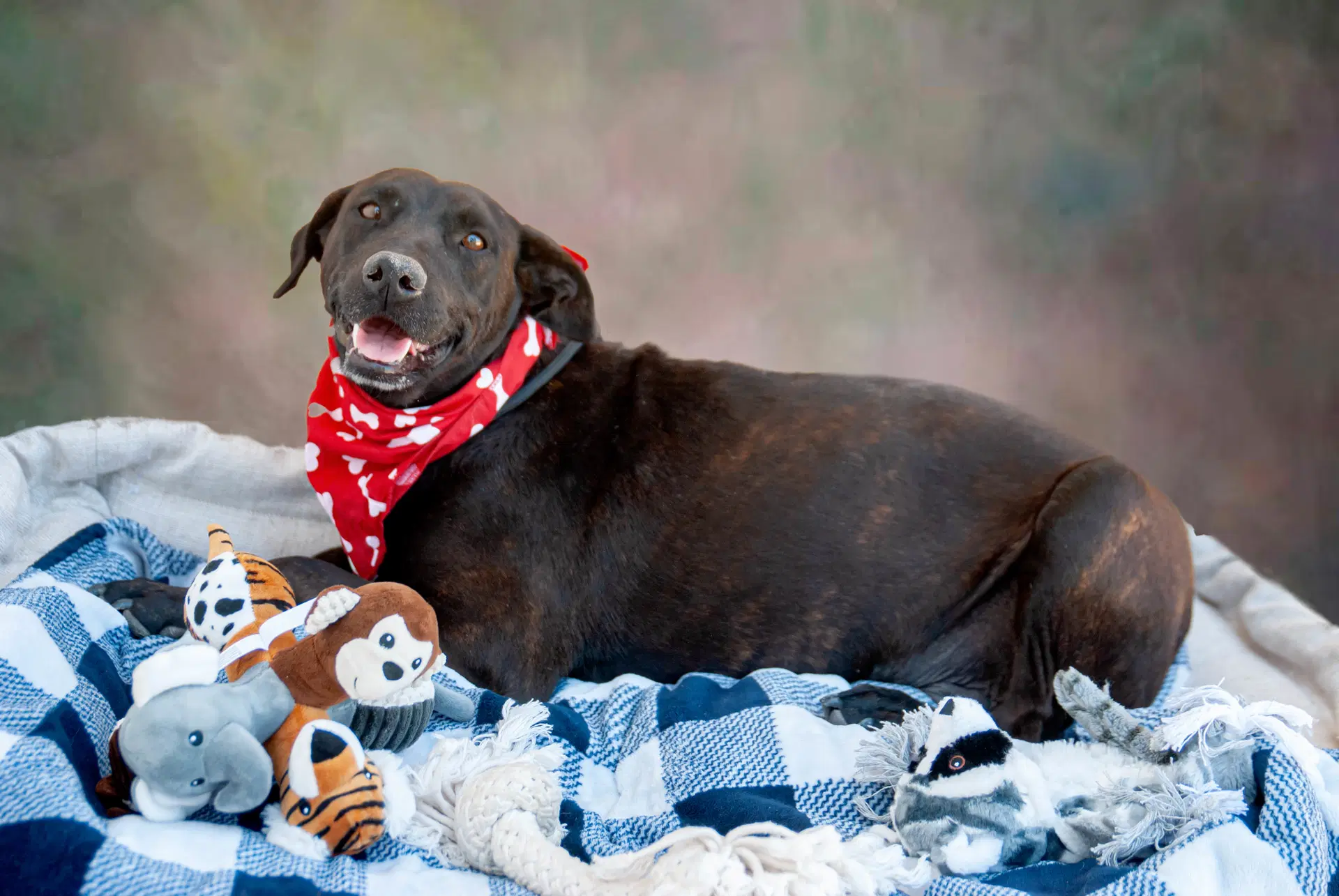 Lisa - Labrador