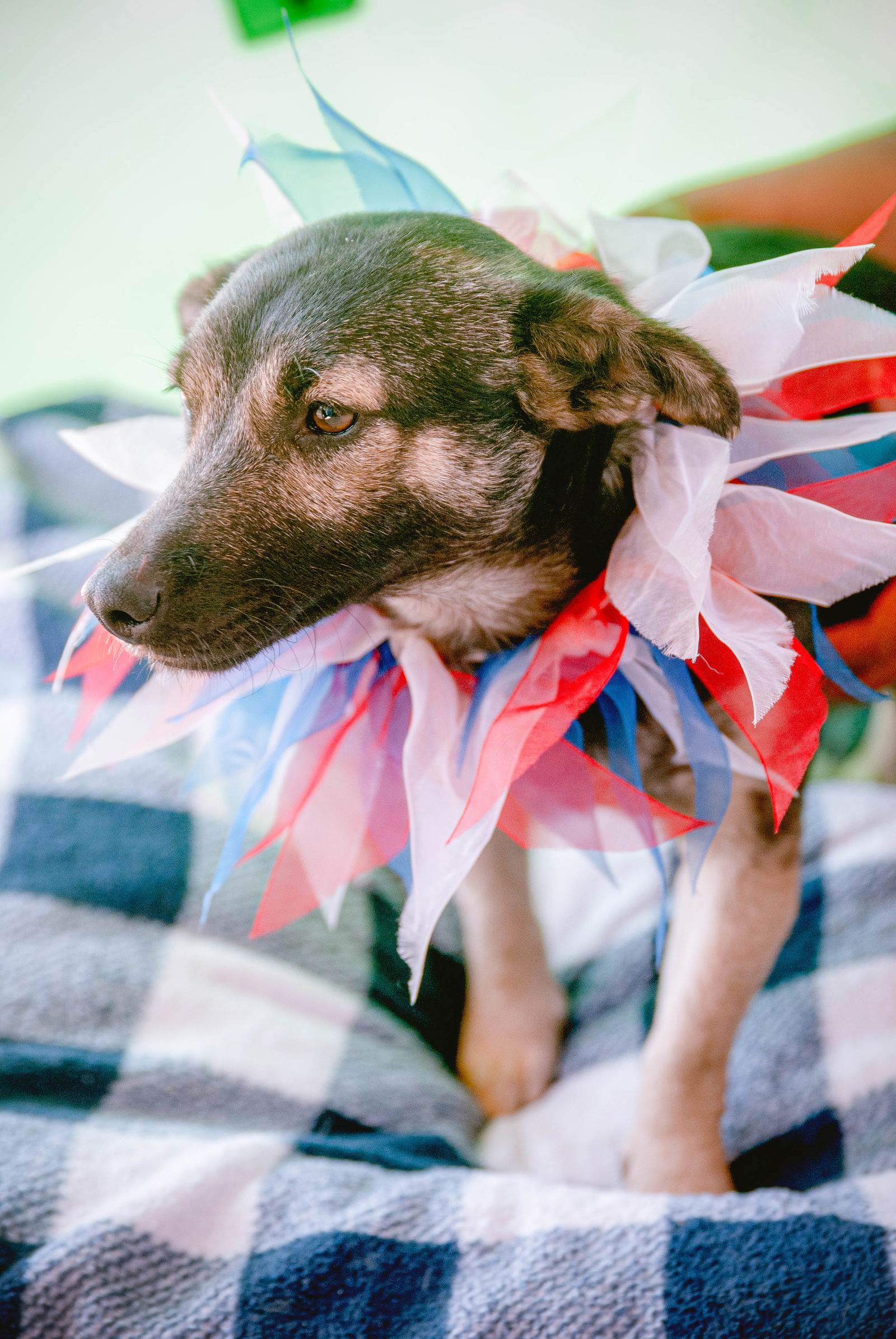 adoptable Dog in Inglewood, CA named Samantha