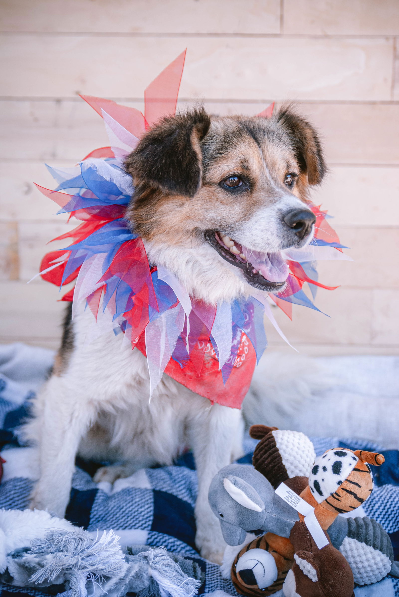 adoptable Dog in Inglewood, CA named Mogley