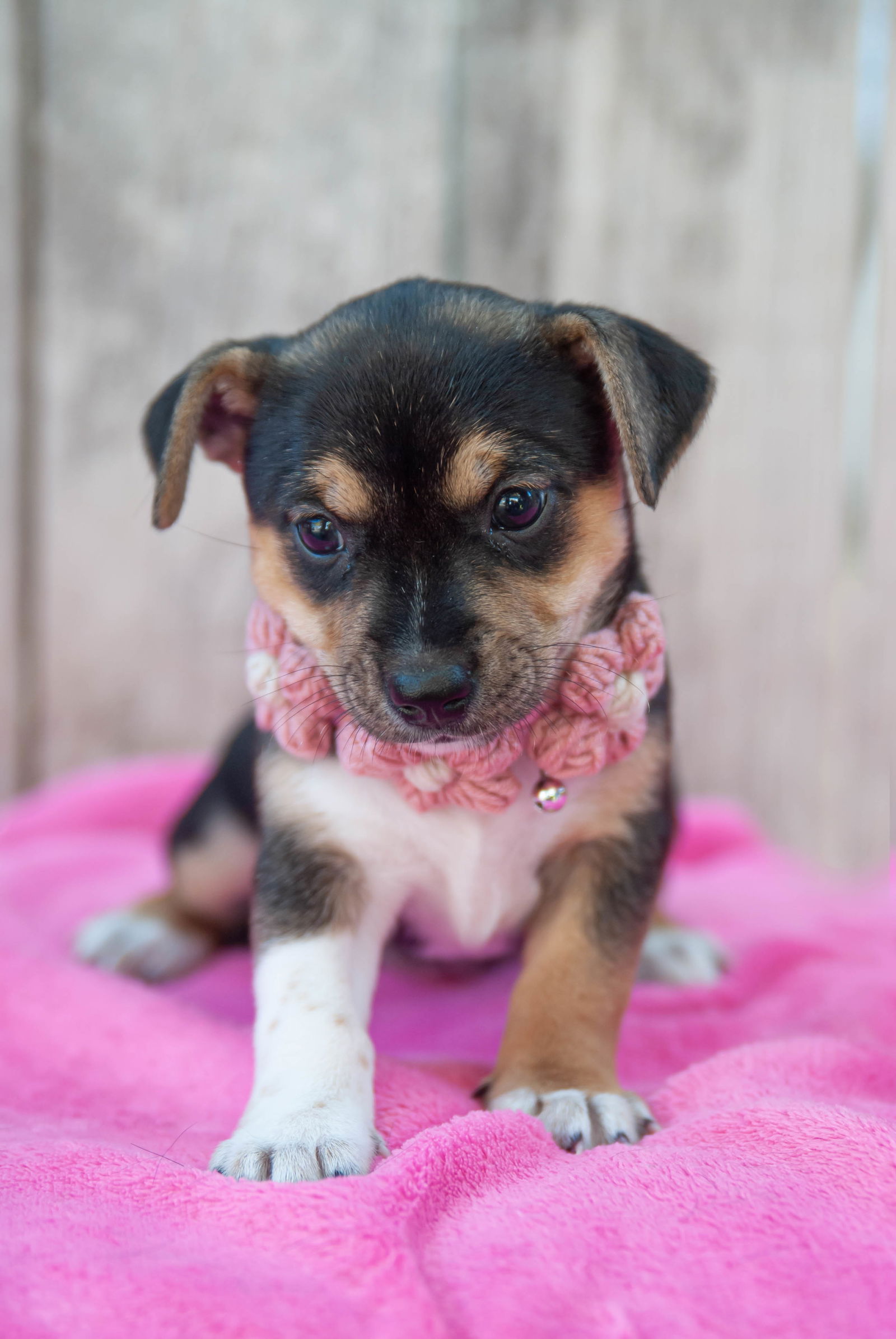 adoptable Dog in Inglewood, CA named Joy