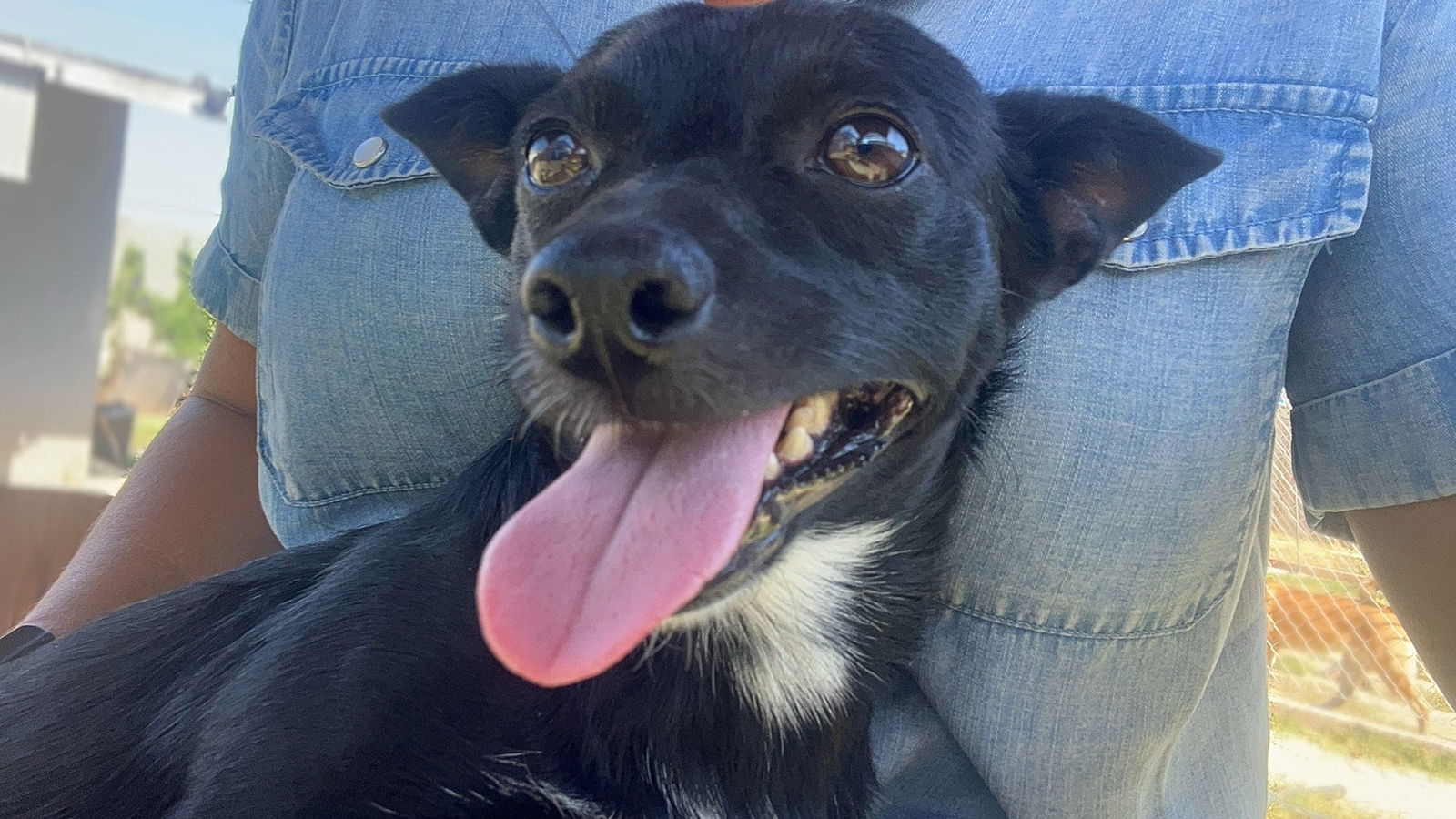 adoptable Dog in Inglewood, CA named Tux