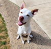 adoptable Dog in Inglewood, CA named Jojo