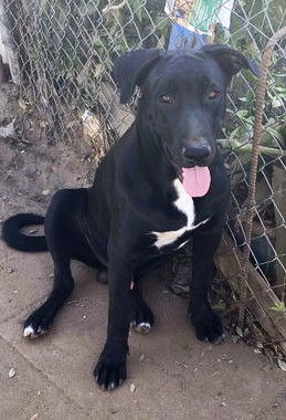 adoptable Dog in Inglewood, CA named Tom Tom