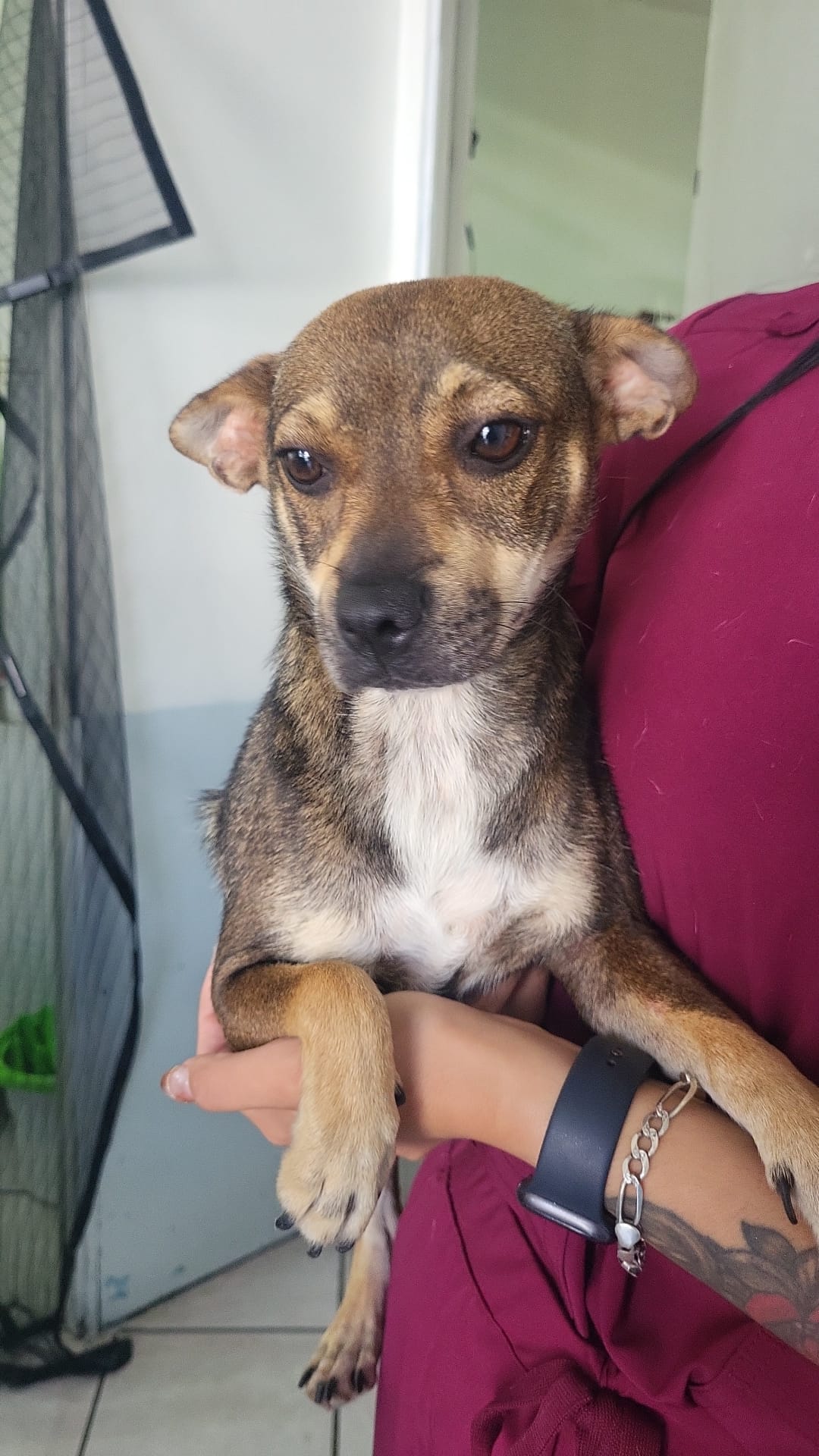 adoptable Dog in Inglewood, CA named Megan