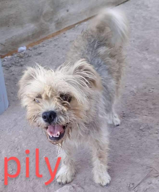 adoptable Dog in Inglewood, CA named Pily