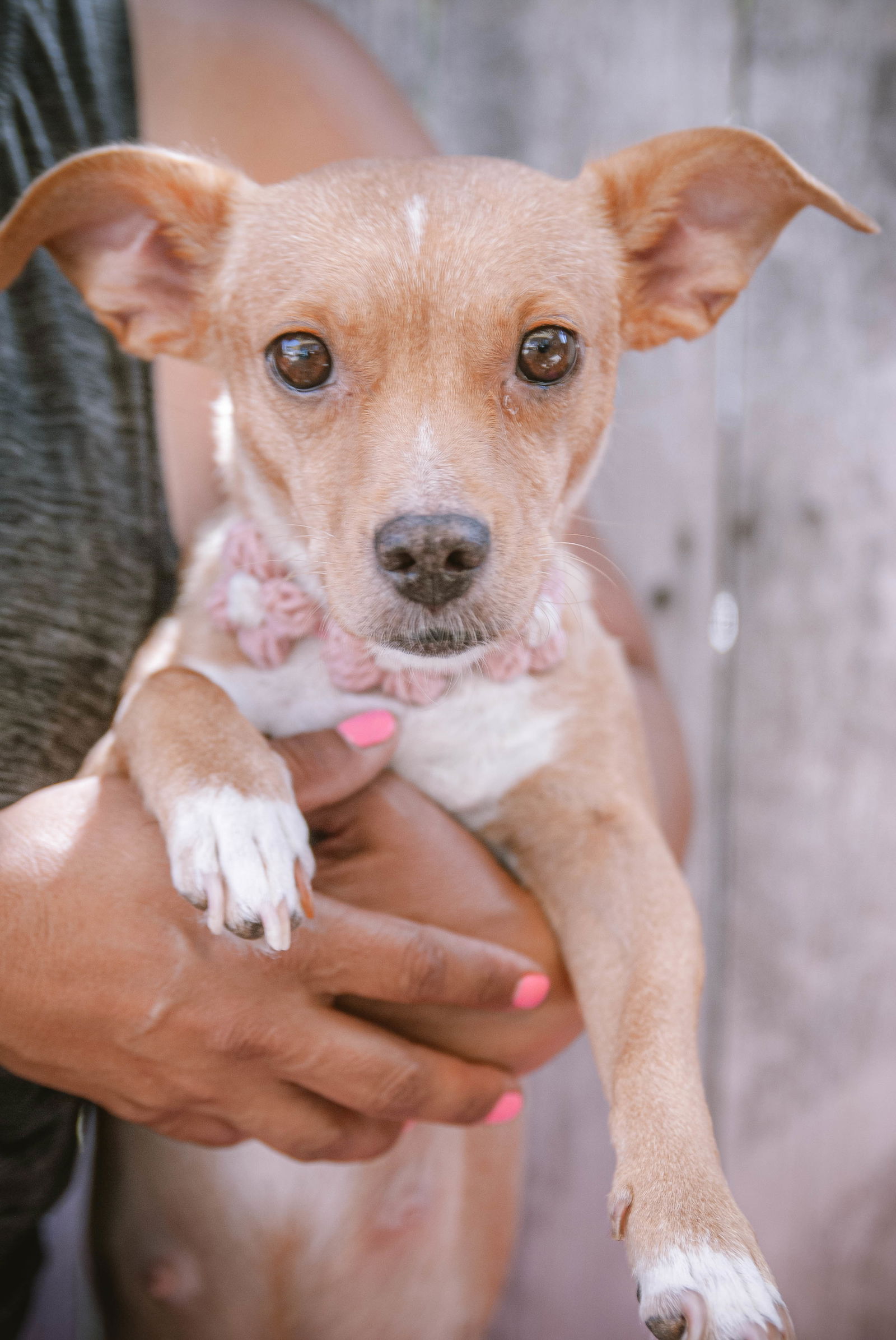 adoptable Dog in Inglewood, CA named Pearl