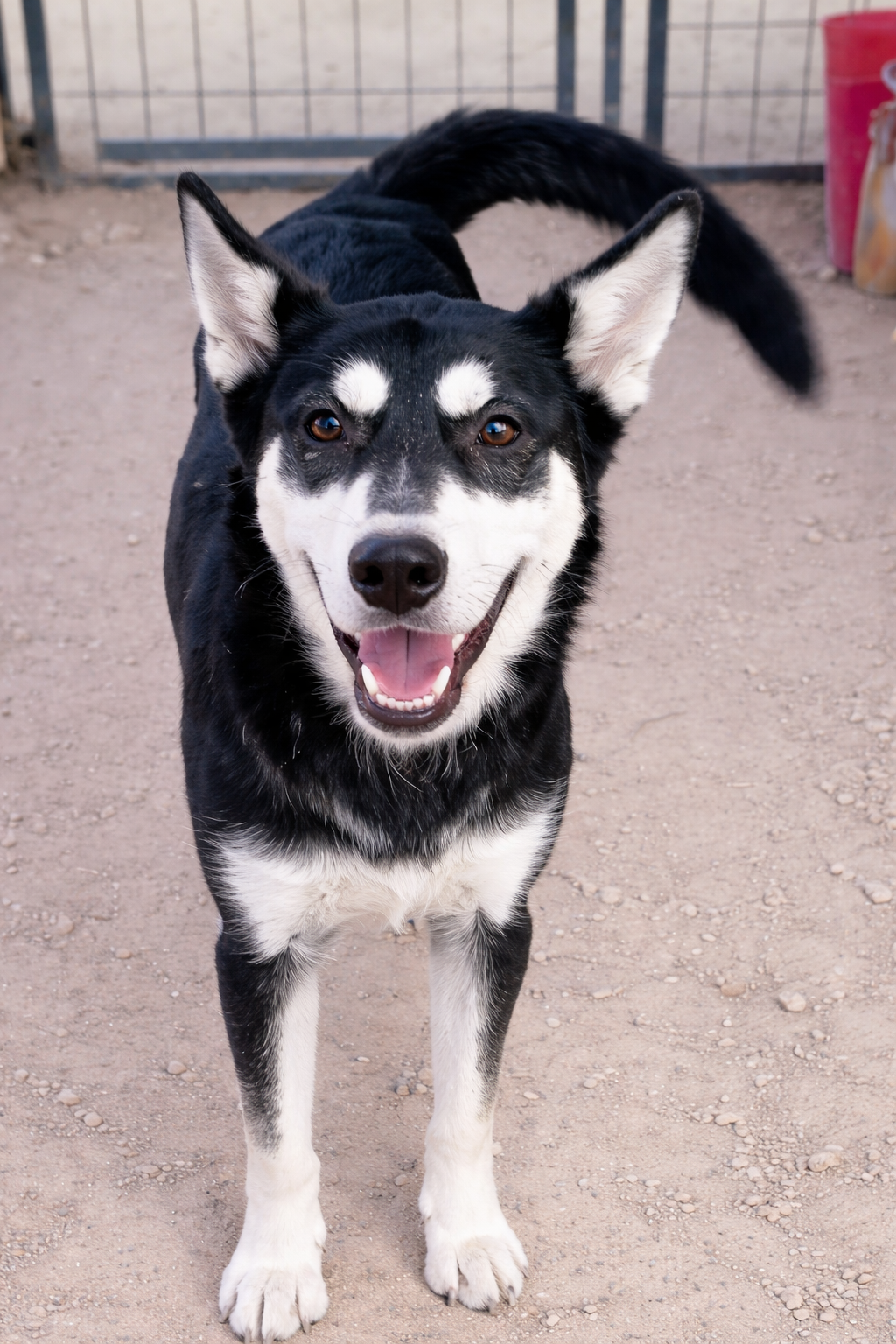 Mila Image
