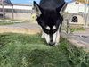 Mila - Photo 7