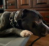Nala - Photo 7