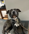 Nala - Photo 6