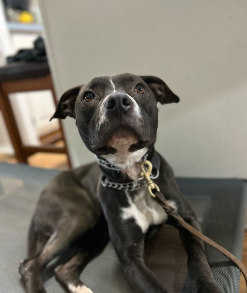 Nala photo 6