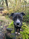 Nala - Photo 3