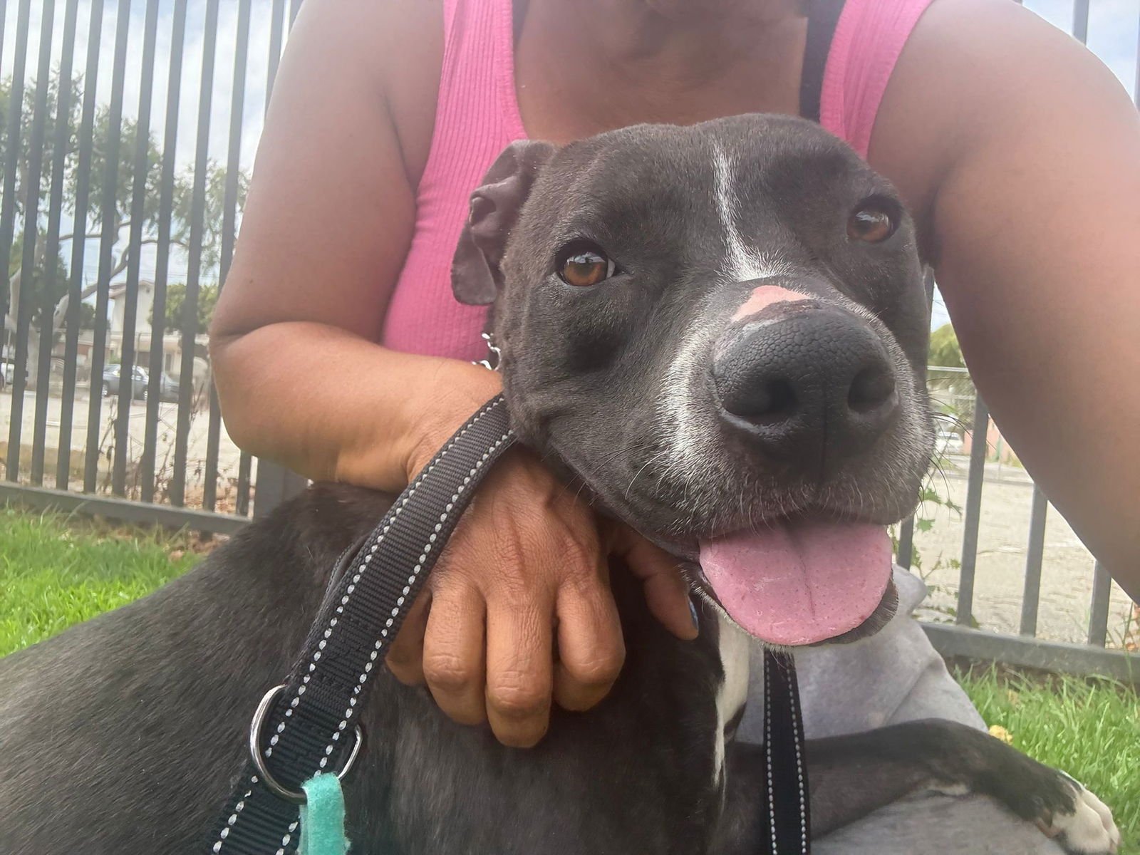adoptable Dog in Inglewood, CA named Nala
