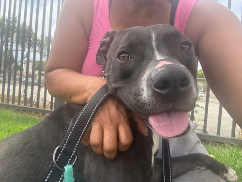 NALA - Pit Bull Terrier / Terrier available for adoption