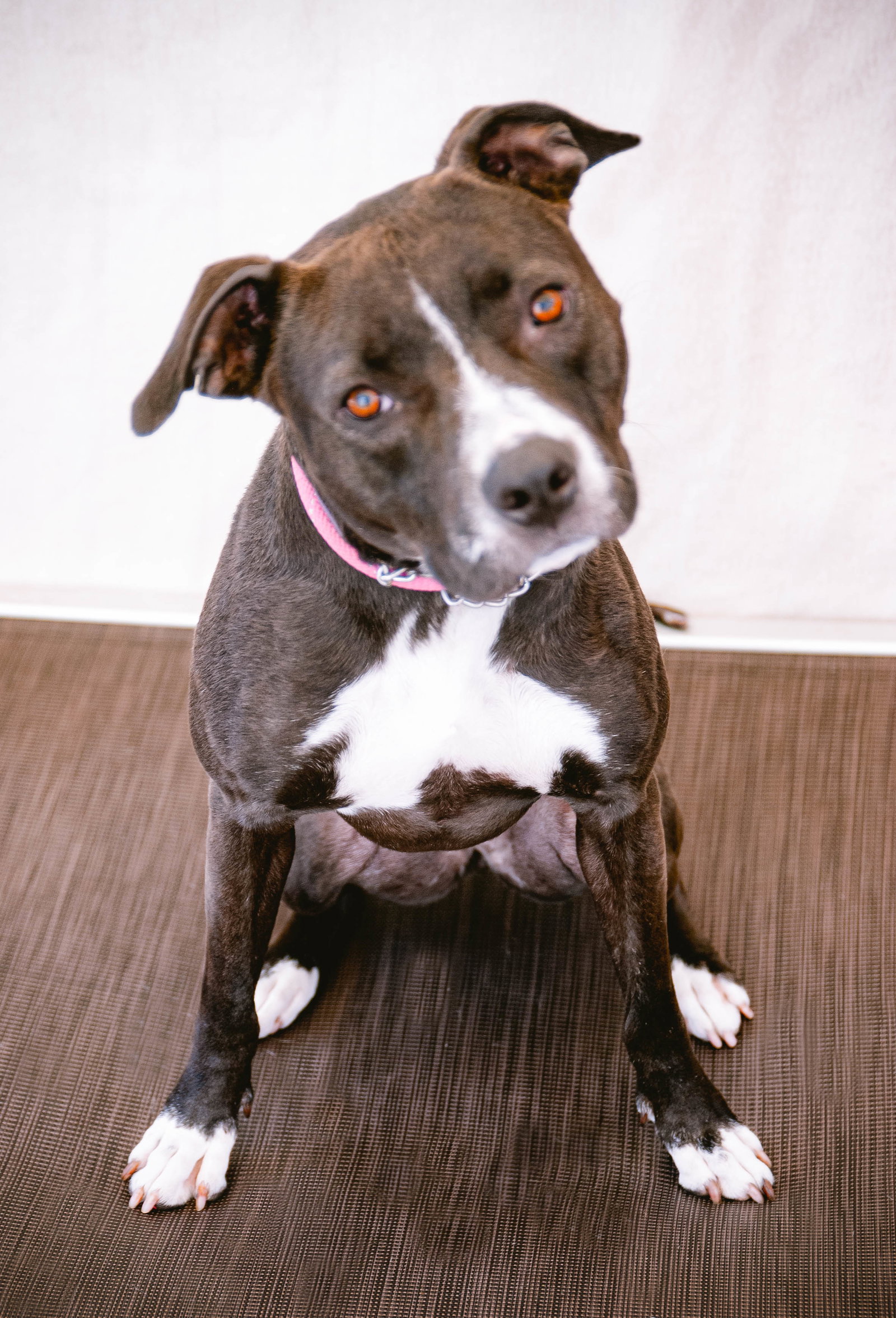 Nala Image