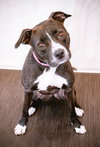 Nala - Photo 1