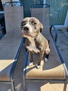 Nala - Photo 12