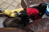 Nala - Photo 14